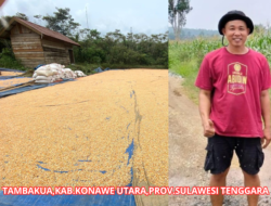 Minimnya Perhatian Bulog terhadap Hasil Panen Petani Membuka Peluang Merajalelanya Tengkulak:  Tasrudin, Ketua Kelompok Tani Tambakua